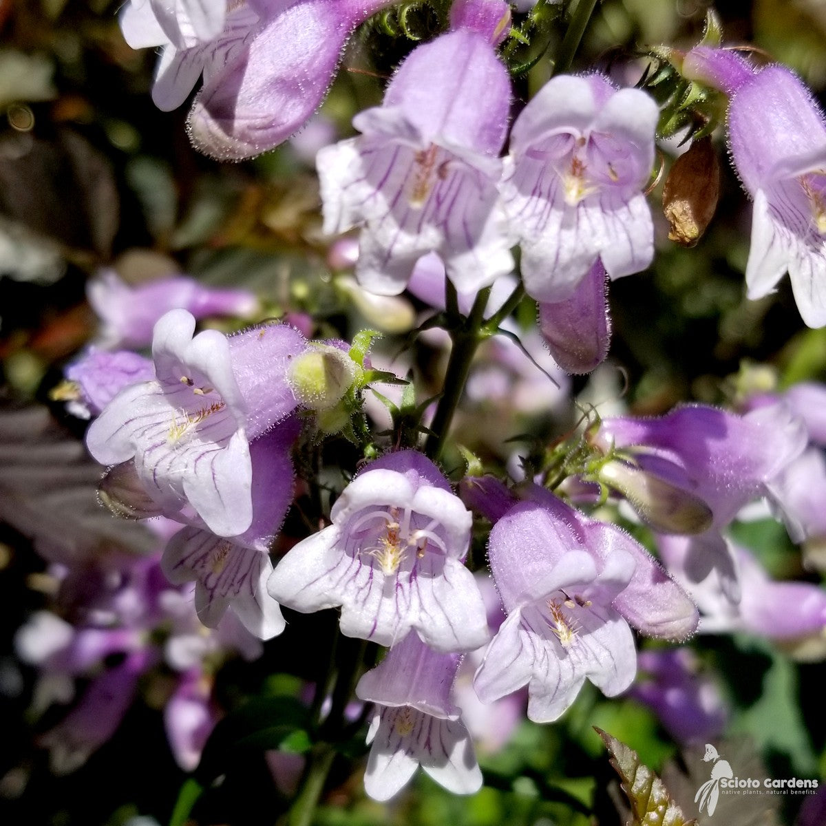 Penstemon calycosus (Long Sepaled Beardtongue) - 1 gal