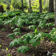 Podophyllum peltatum (May Apples) - 1 gal