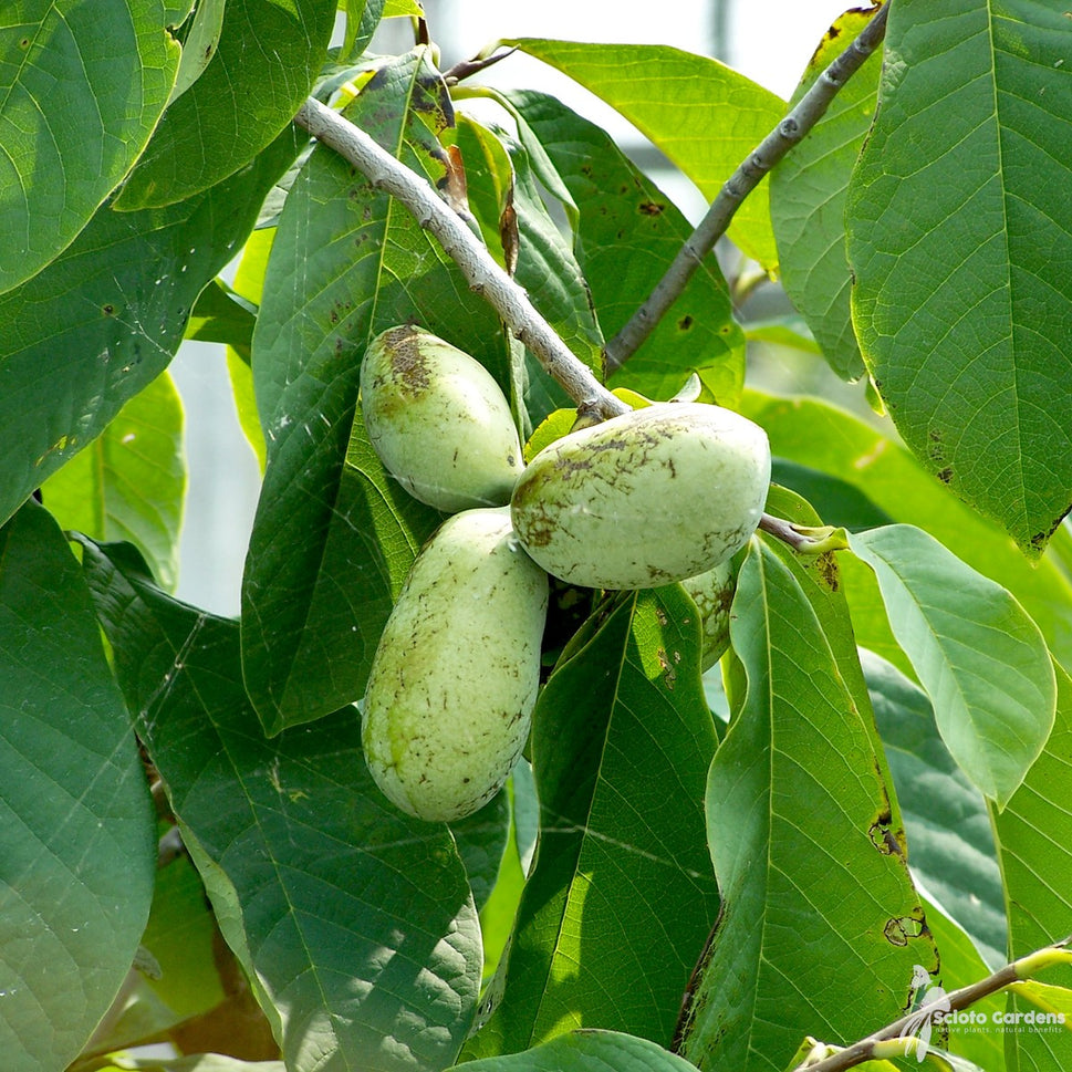 Asimina triloba (Common Pawpaw) - QT