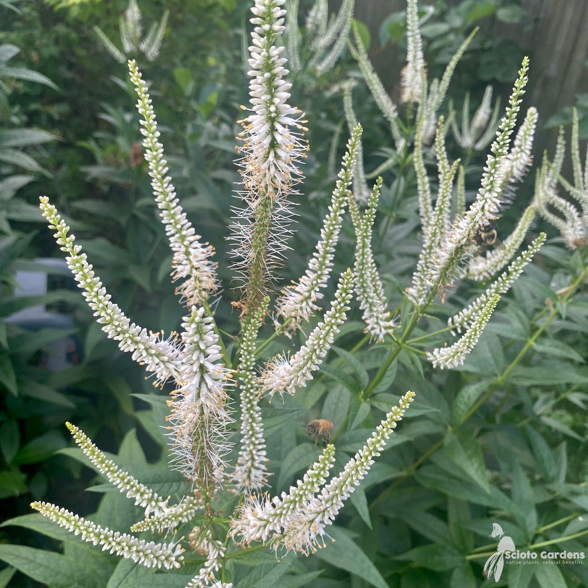 Veronicastrum virginicum (Culver's Root) - 2 gal