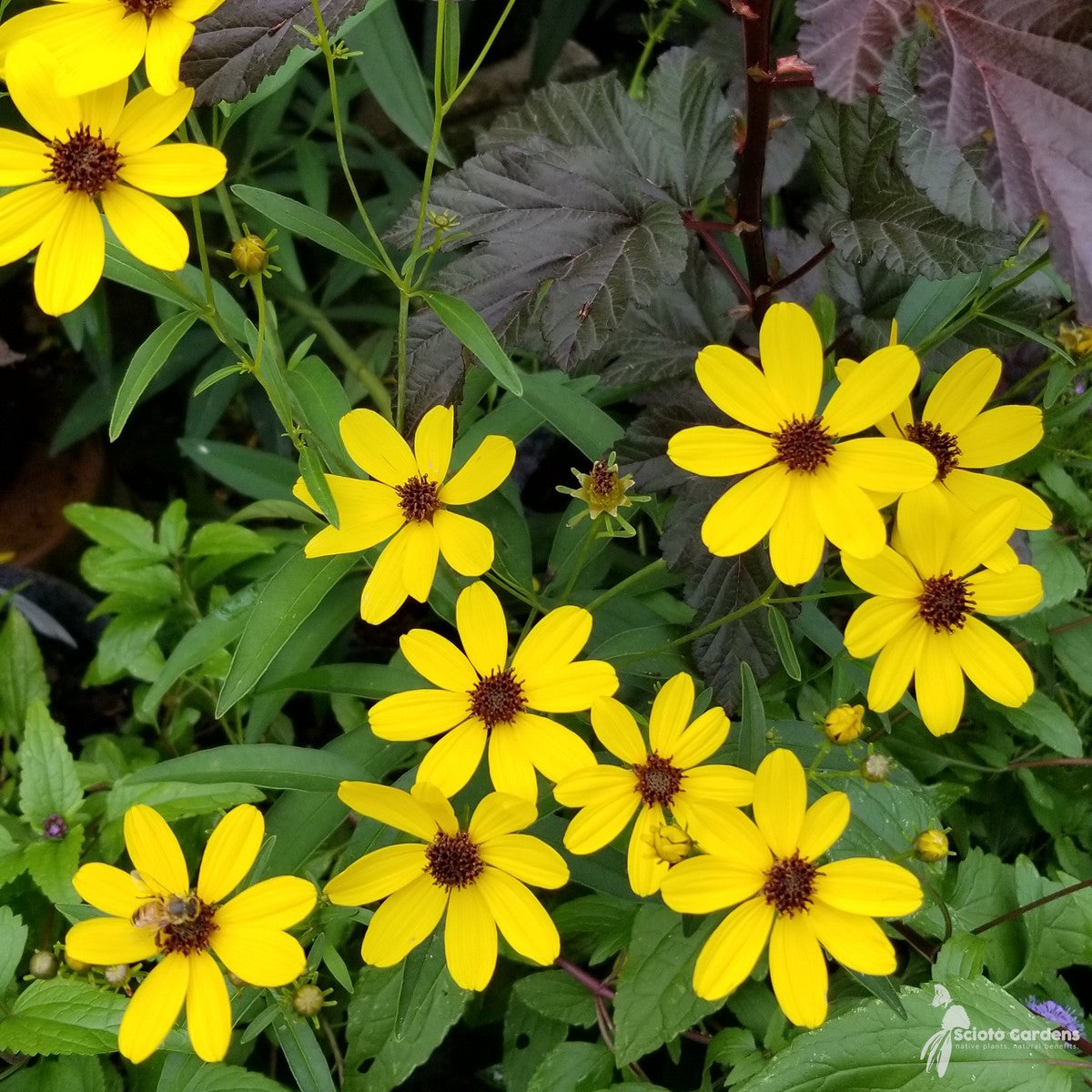Coreopsis tripteris 'Gold Standard' (Gold Standard' Tall Coreopsis) - 2 gal