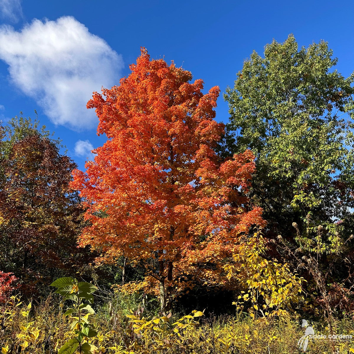 Acer saccharum (Sugar Maple) - 5 gal