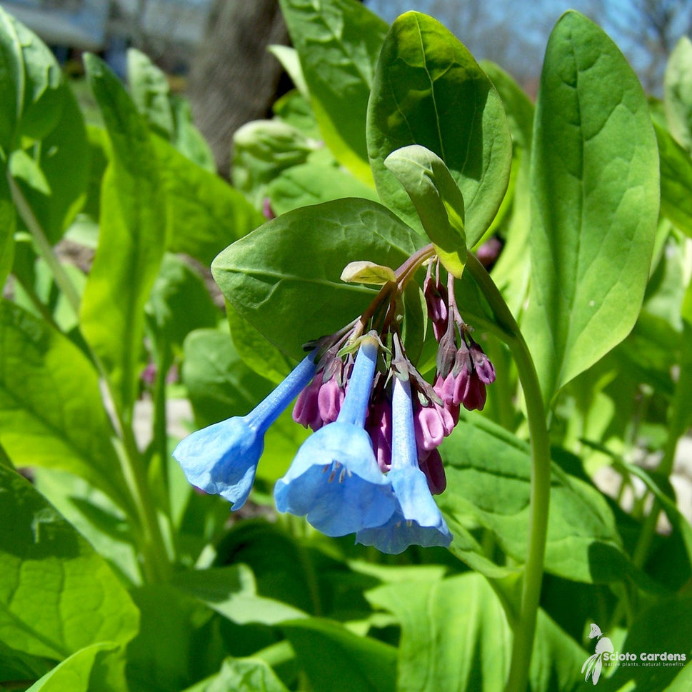 Mertensia virginica (Virginia Bluebells) - 1 gal