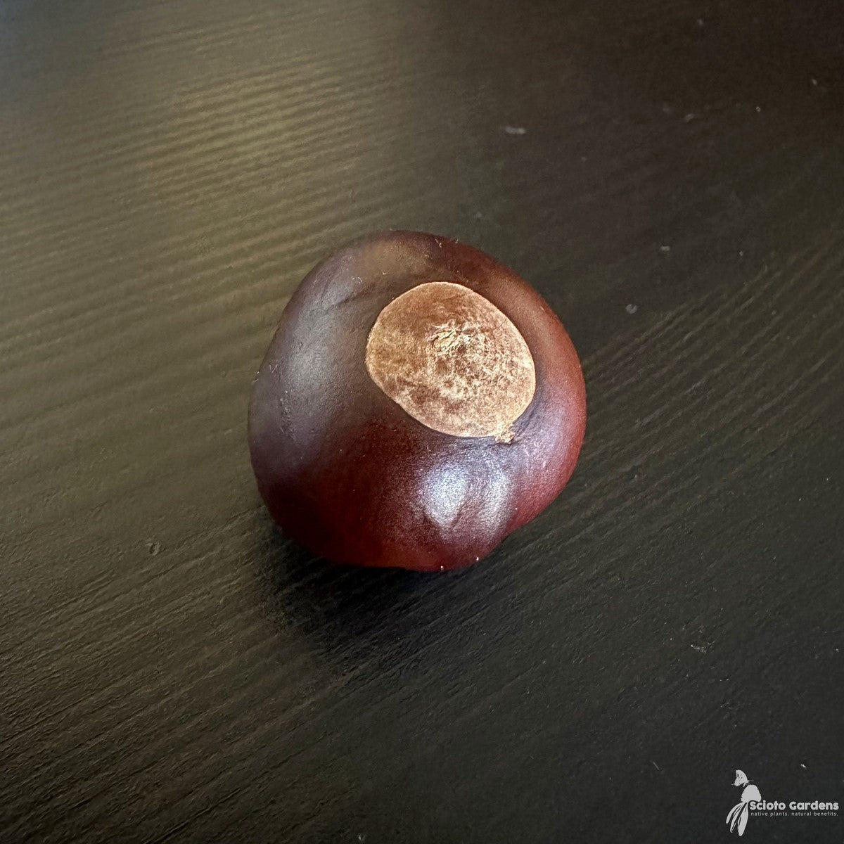 Aesculus glabra (Ohio Buckeye) - QT