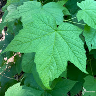Rubus odoratus (Purple-flowering Raspberry) - 3 gal