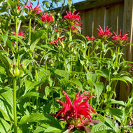 Monarda didyma (Oswego Tea, Bee Balm) - 1 gal