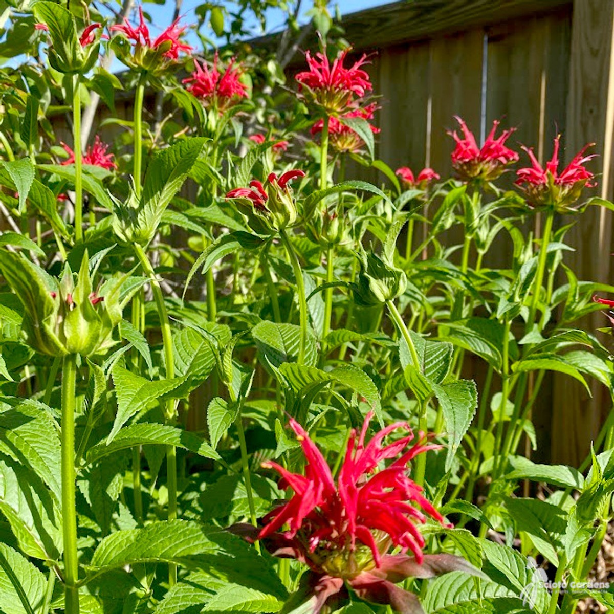 Monarda didyma (Oswego Tea, Bee Balm) - 1 gal
