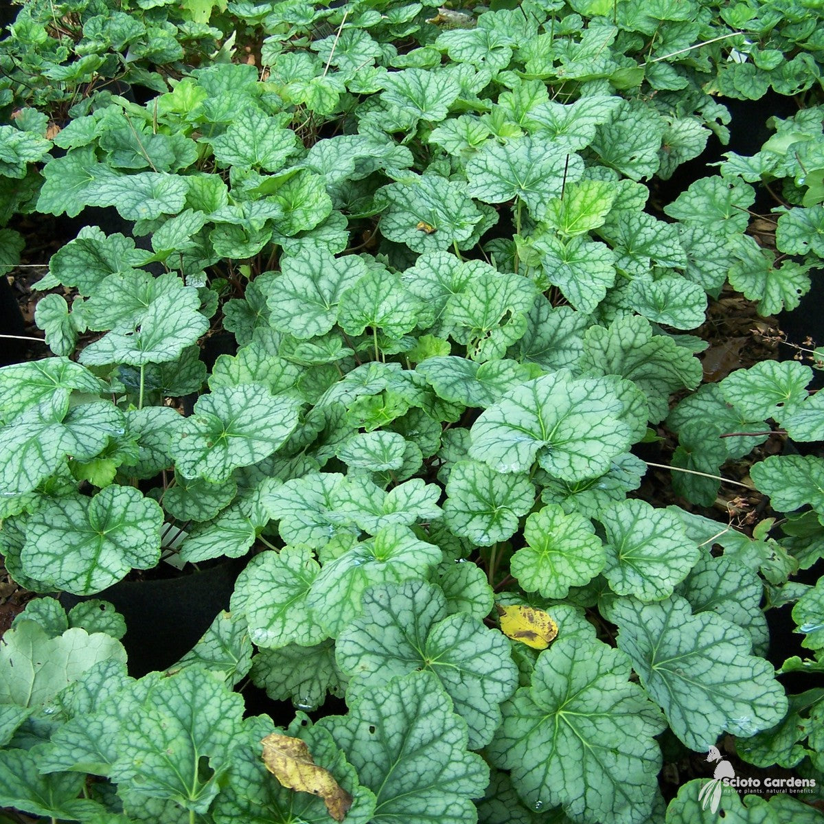 Heuchera americana 'Dale's Strain' (Dale's Strain' American Alumroot) - 1 gal