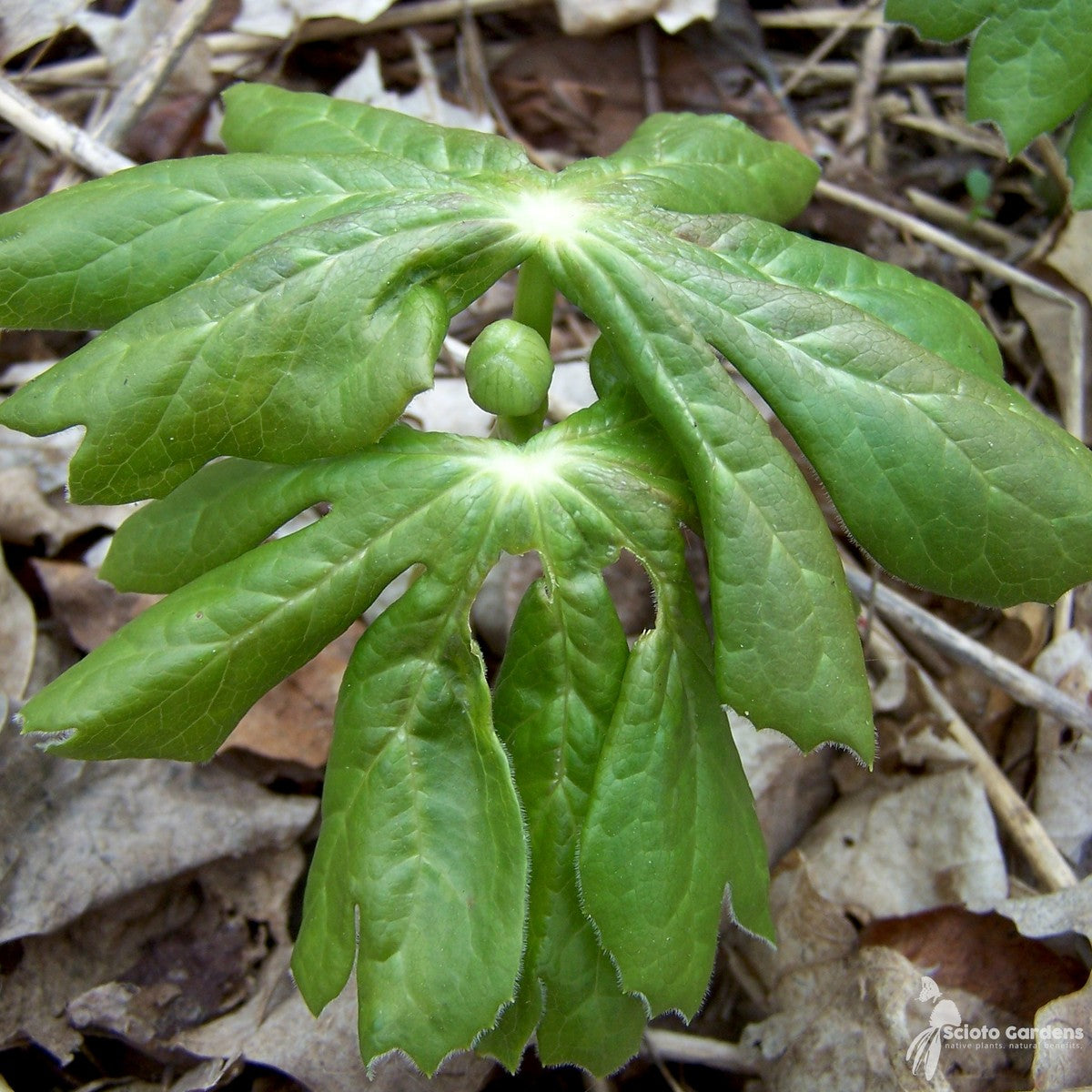 Podophyllum peltatum (May Apples) - 1 gal