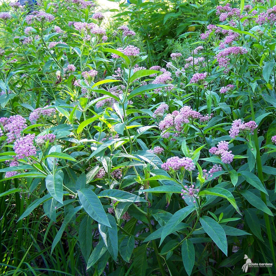 Asclepias incarnata (Pink Swamp Milkweed) - 2 gal
