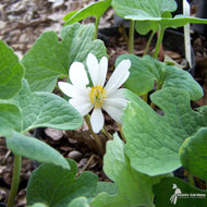 Sanguinaria canadensis (Bloodroot) - 1 gal