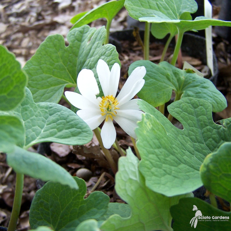 Sanguinaria canadensis (Bloodroot) - 1 gal