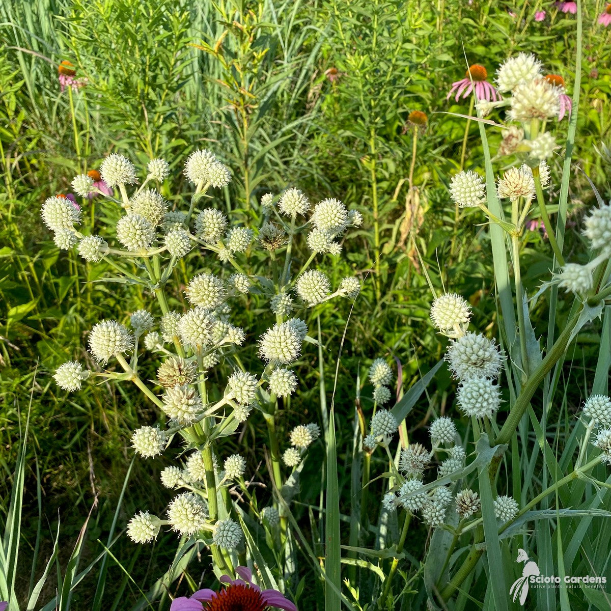 Eryngium yuccifolium (Rattlesnake Master) - 3QT