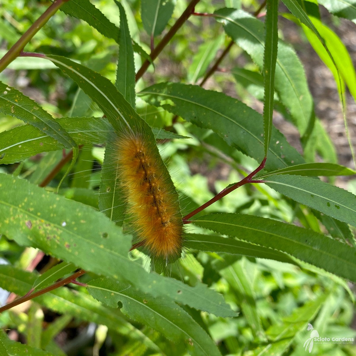 Salix nigra (Black Willow) - QT