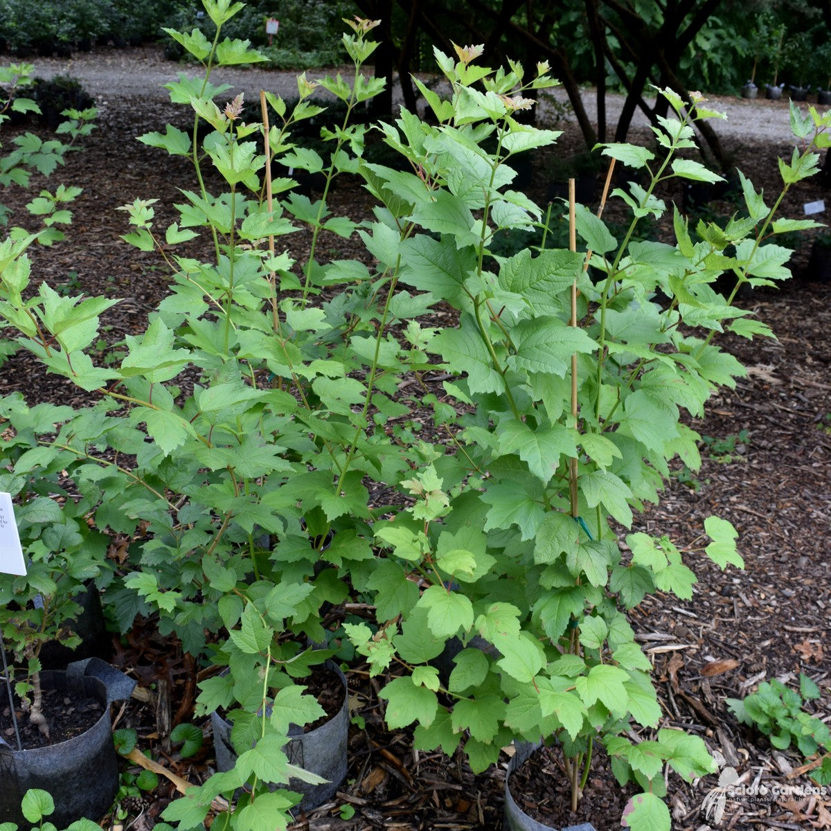 Viburnum trilobum (American Cranberrybush Viburnum) - 3 gal