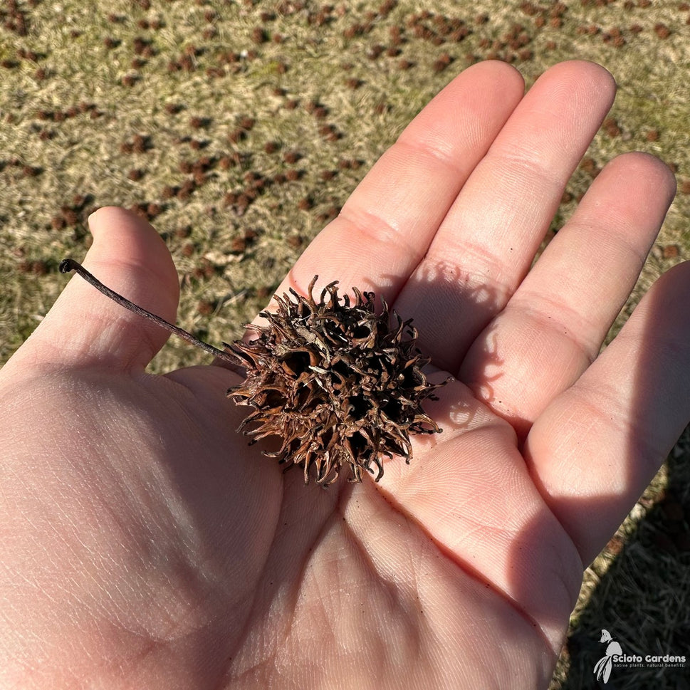 Liquidambar styraciflua (Sweetgum) - QT