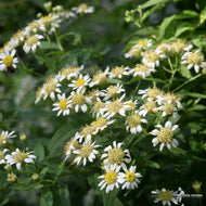 Aster [Doellingeria] umbellatus (Flat-topped Aster) - 1 gal