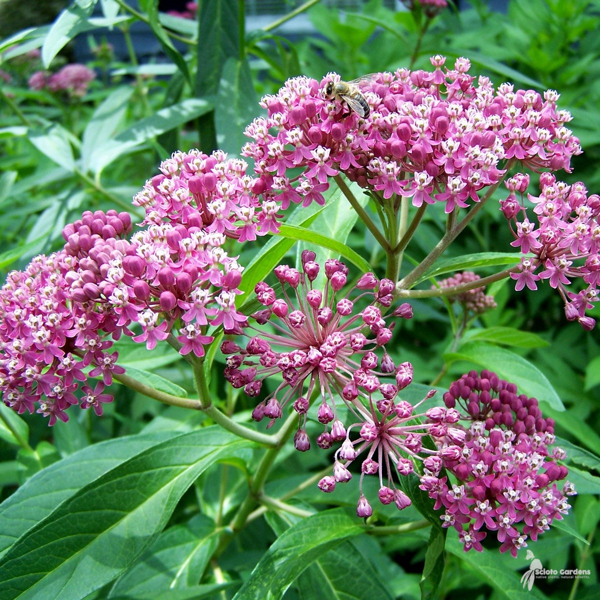 Asclepias incarnata (Pink Swamp Milkweed) - 2 gal