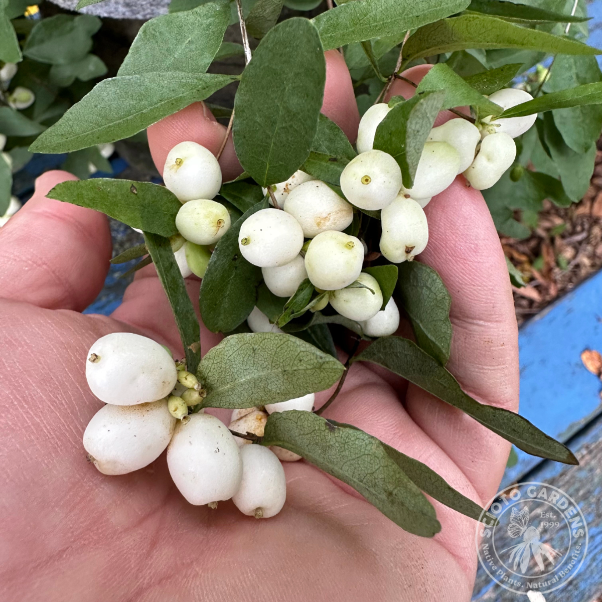 Symphoricarpos albus (Common Snowberry) - QT