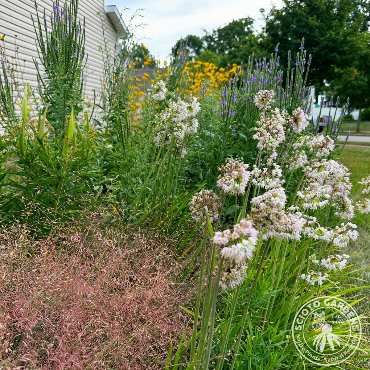 Verbena stricta (Hoary Vervain) - 2 gal