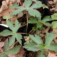 Geranium maculatum (Wild Cranesbill) - 1 gal