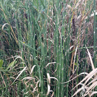 Equisetum hyemale (Horsetail/Scouring Rush) - 1 gal