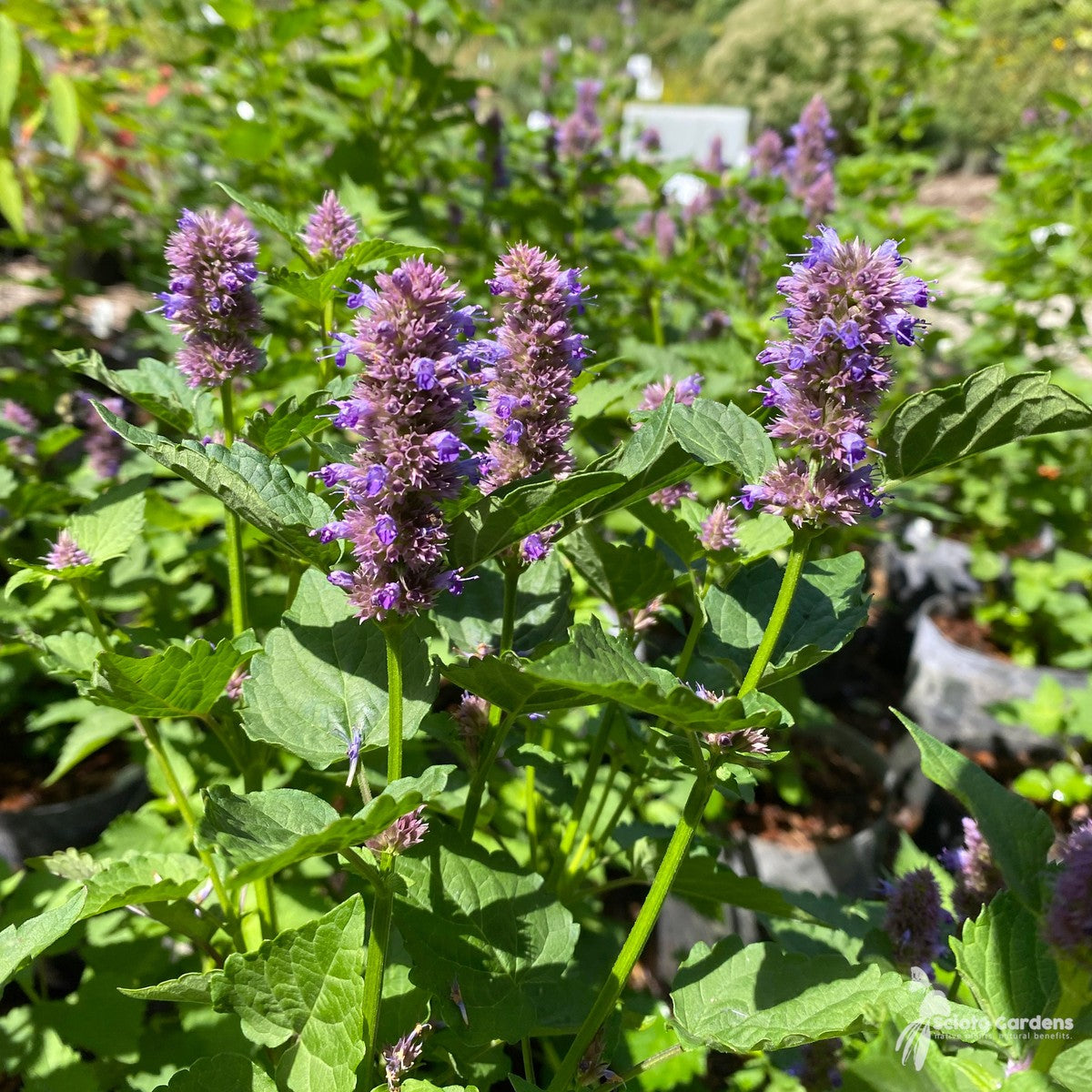 Agastache foeniculum (Anise Hyssop) - 2 gal