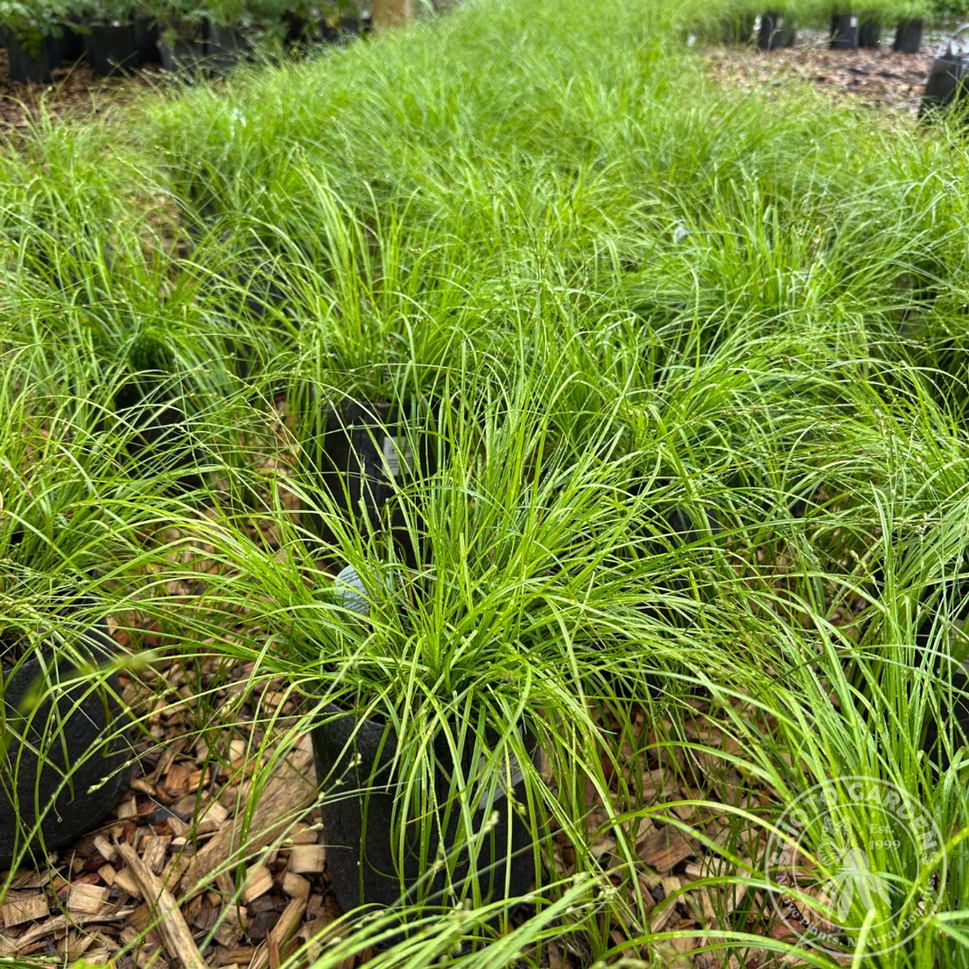 Carex socialis (Low Woodland Sedge/Social Sedge) - 1 gal