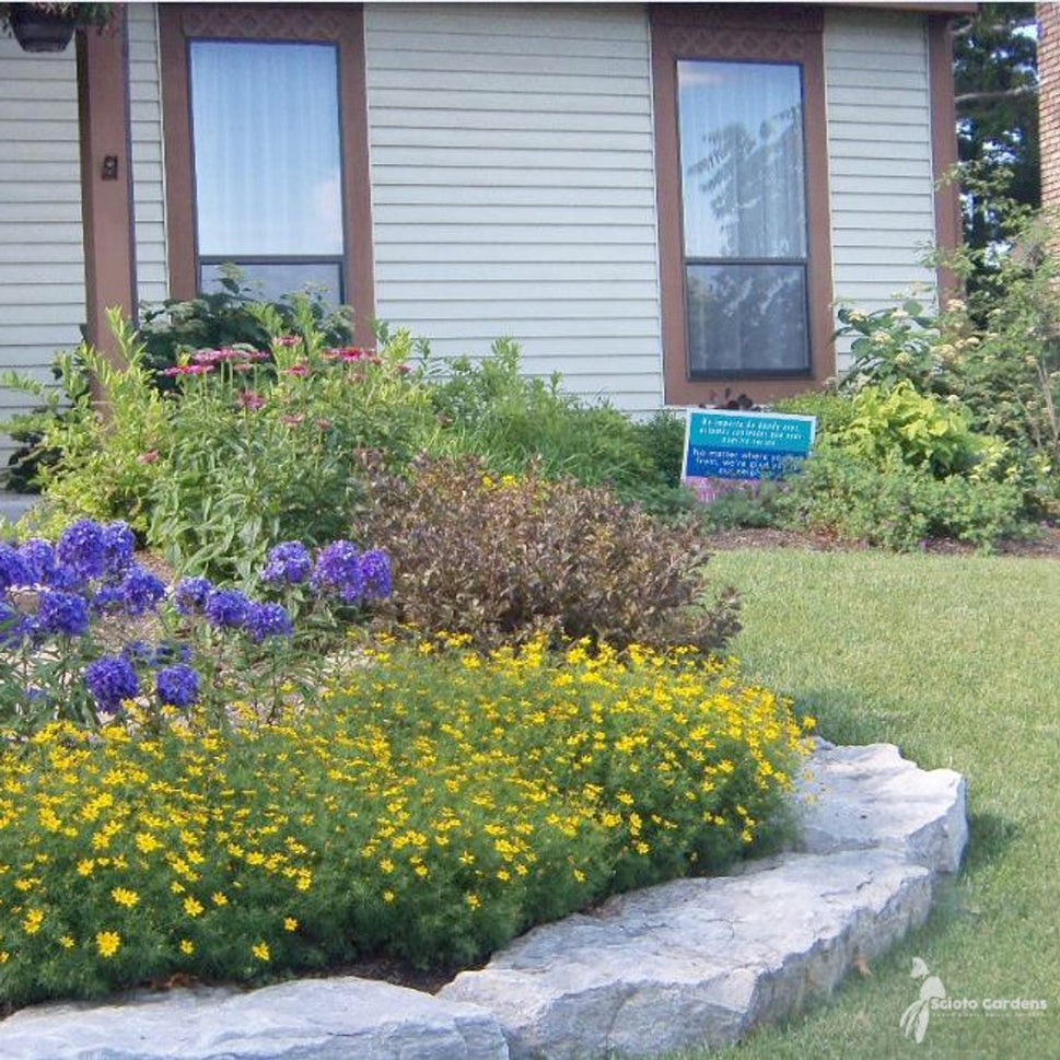 Coreopsis v. 'Zagreb' ('Zagreb' Threadleaf Coreopsis) - 1 gal