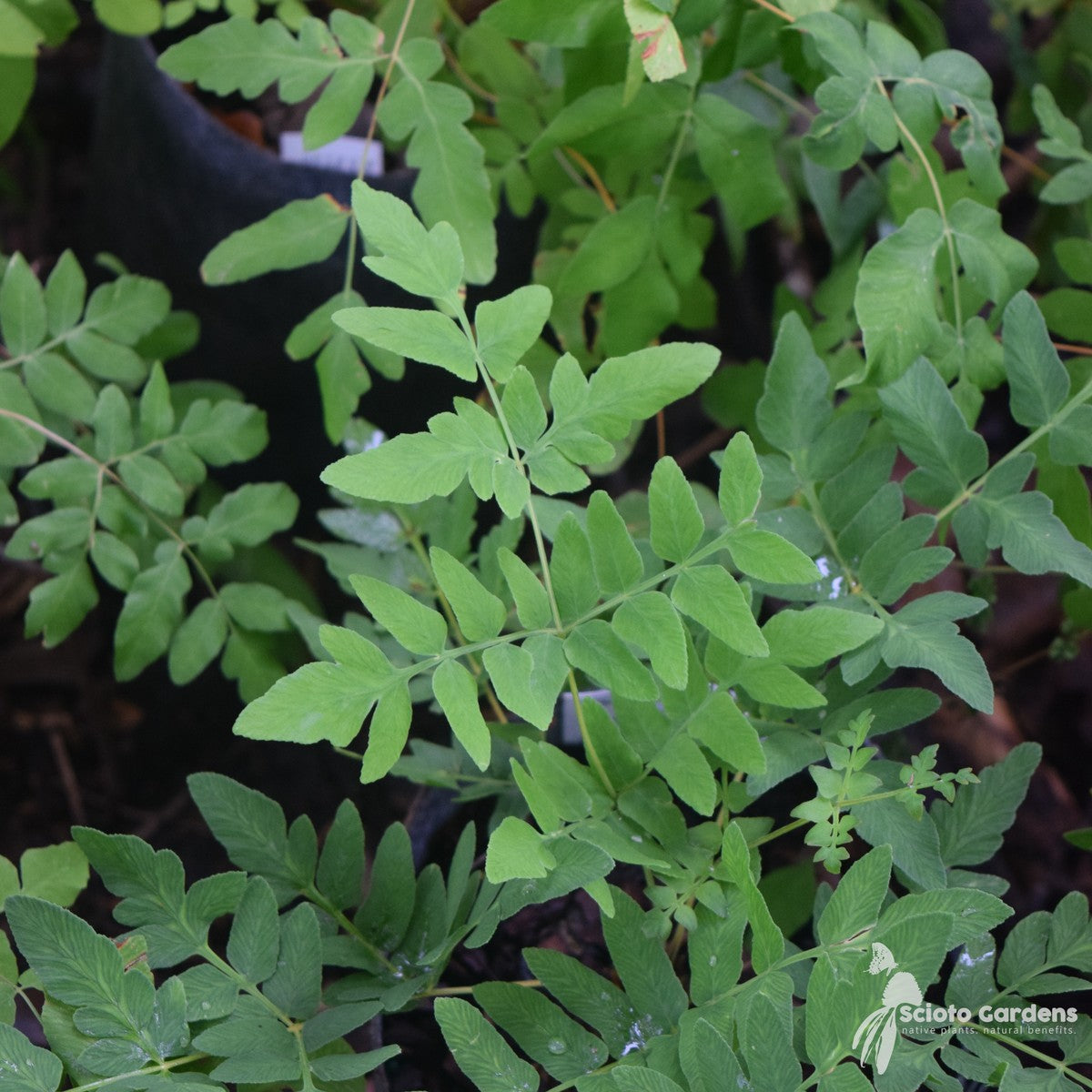 Osmunda regalis v. spectabilis (Royal Fern) - 1 gal