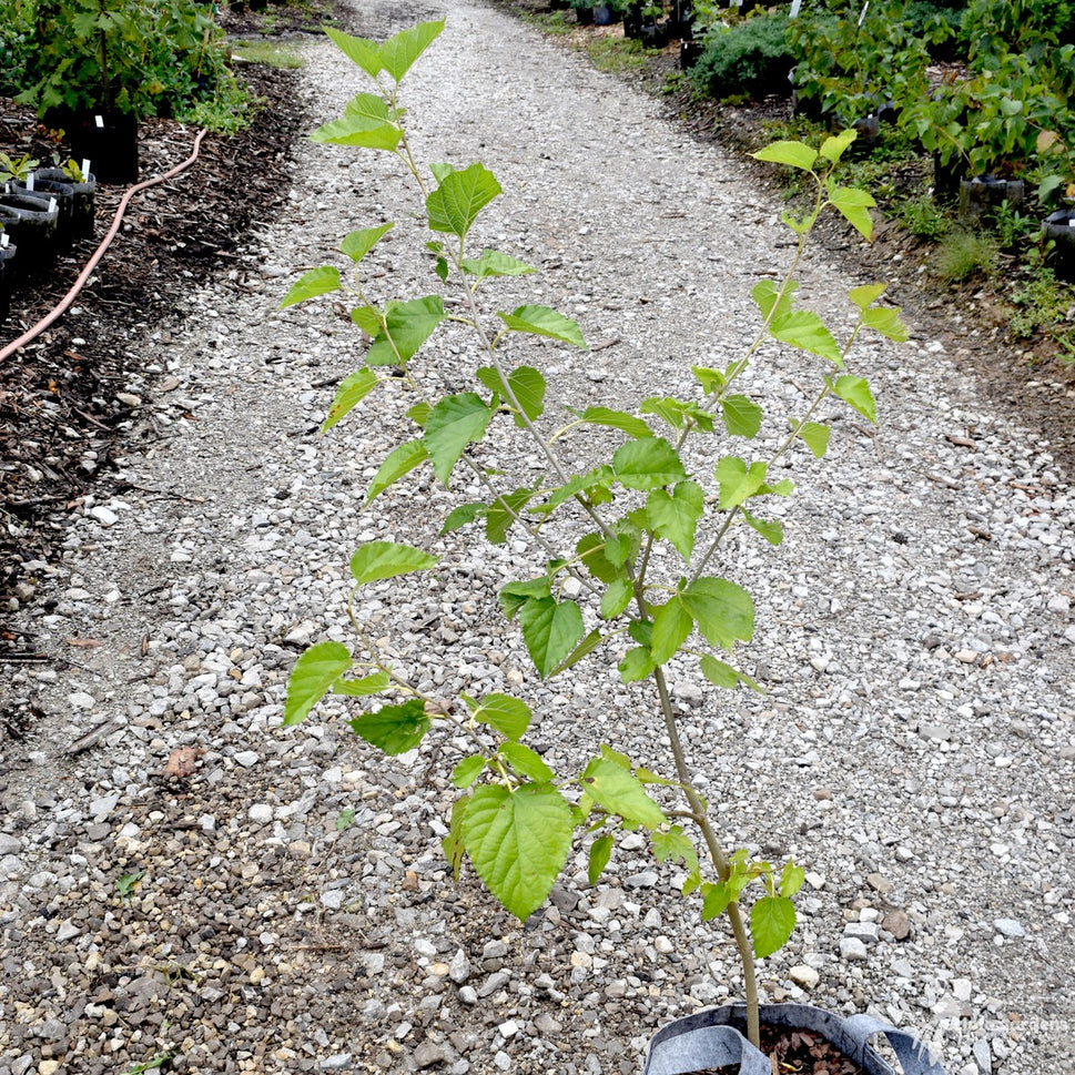 Morus rubra (Red Mulberry) - 3 gal