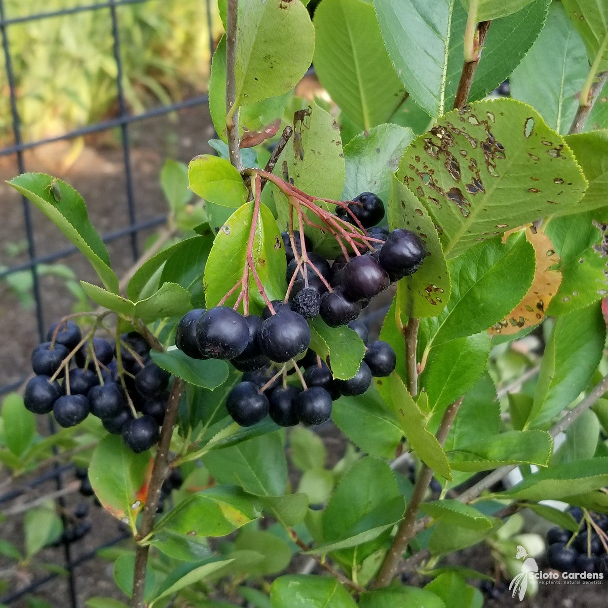 Aronia m. 'Viking' (Viking' Black Chokeberry) - 3 gal