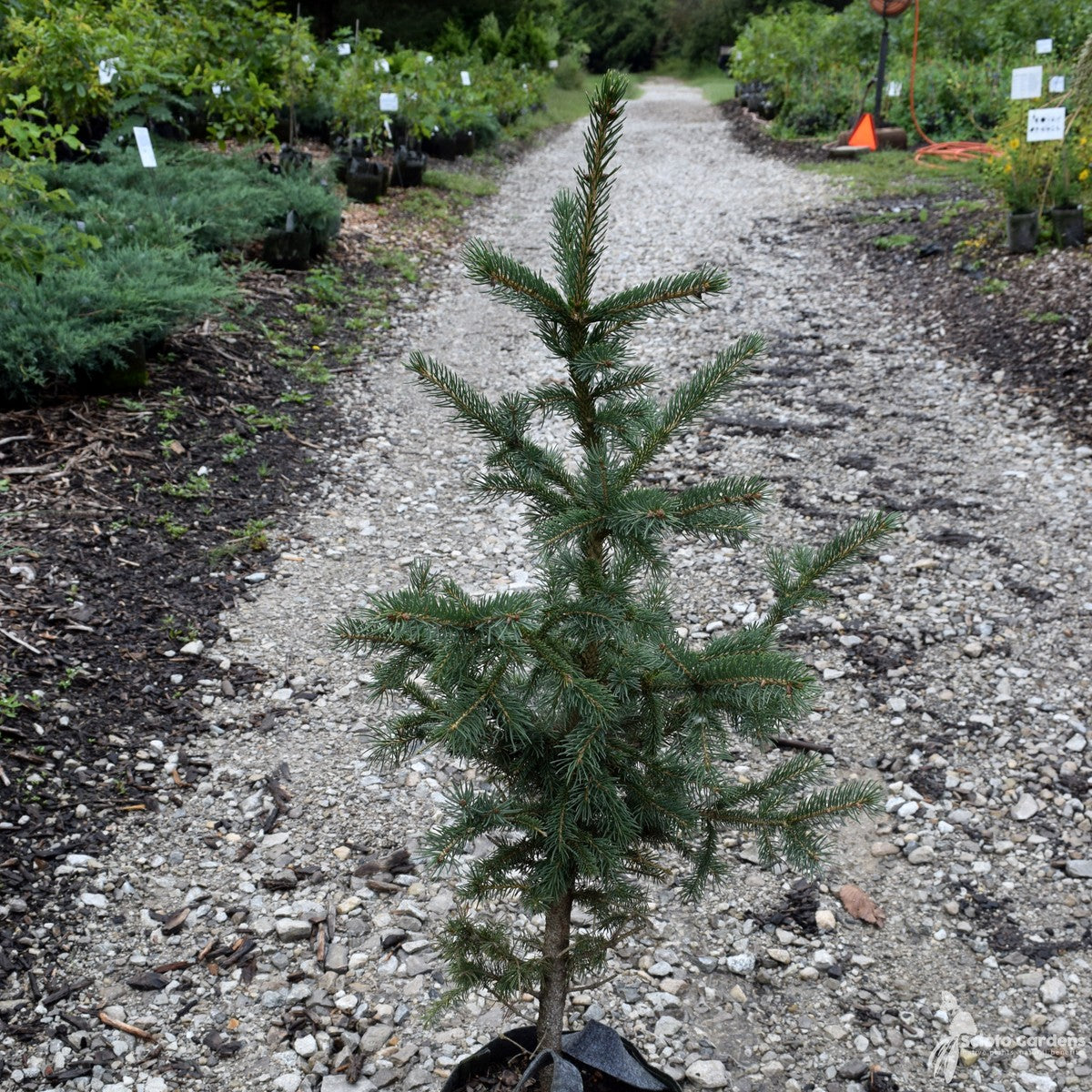 Picea glauca densata (Black Hills Spruce) - 3 gal