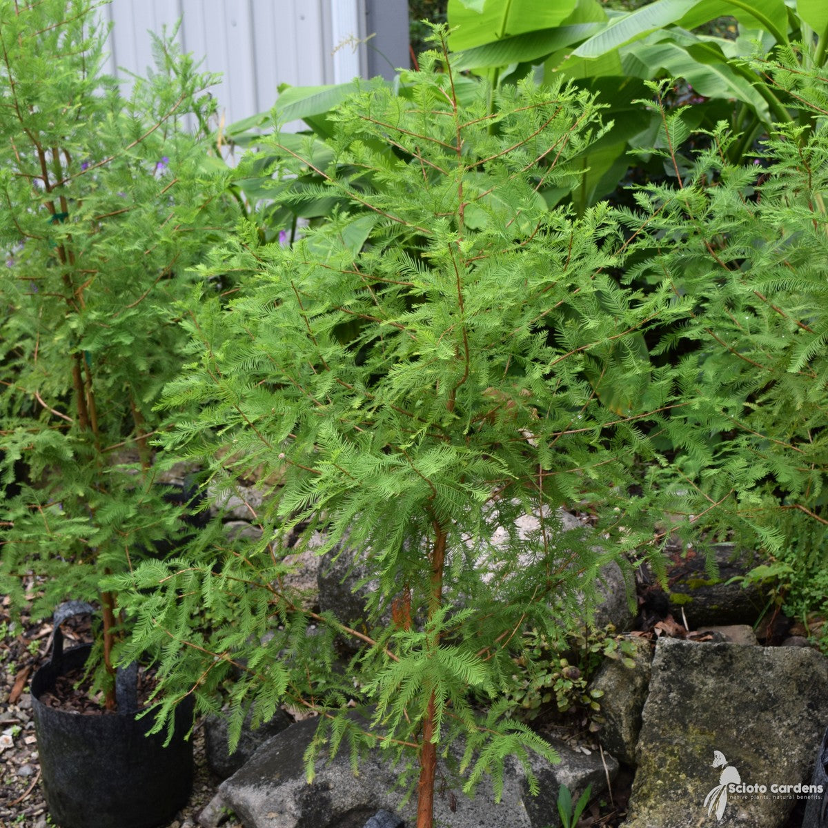 Taxodium distichum (Bald Cypress) - 5 gal