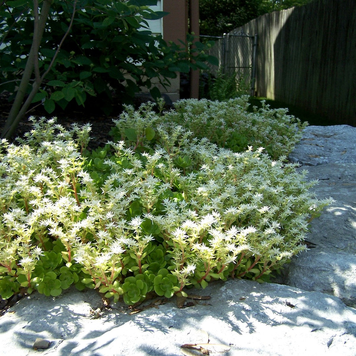 Sedum ternatum (Wild Stonecrop) - 3QT