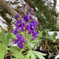 Delphinium tricorne (Dwarf Larkspur) - 1 gal