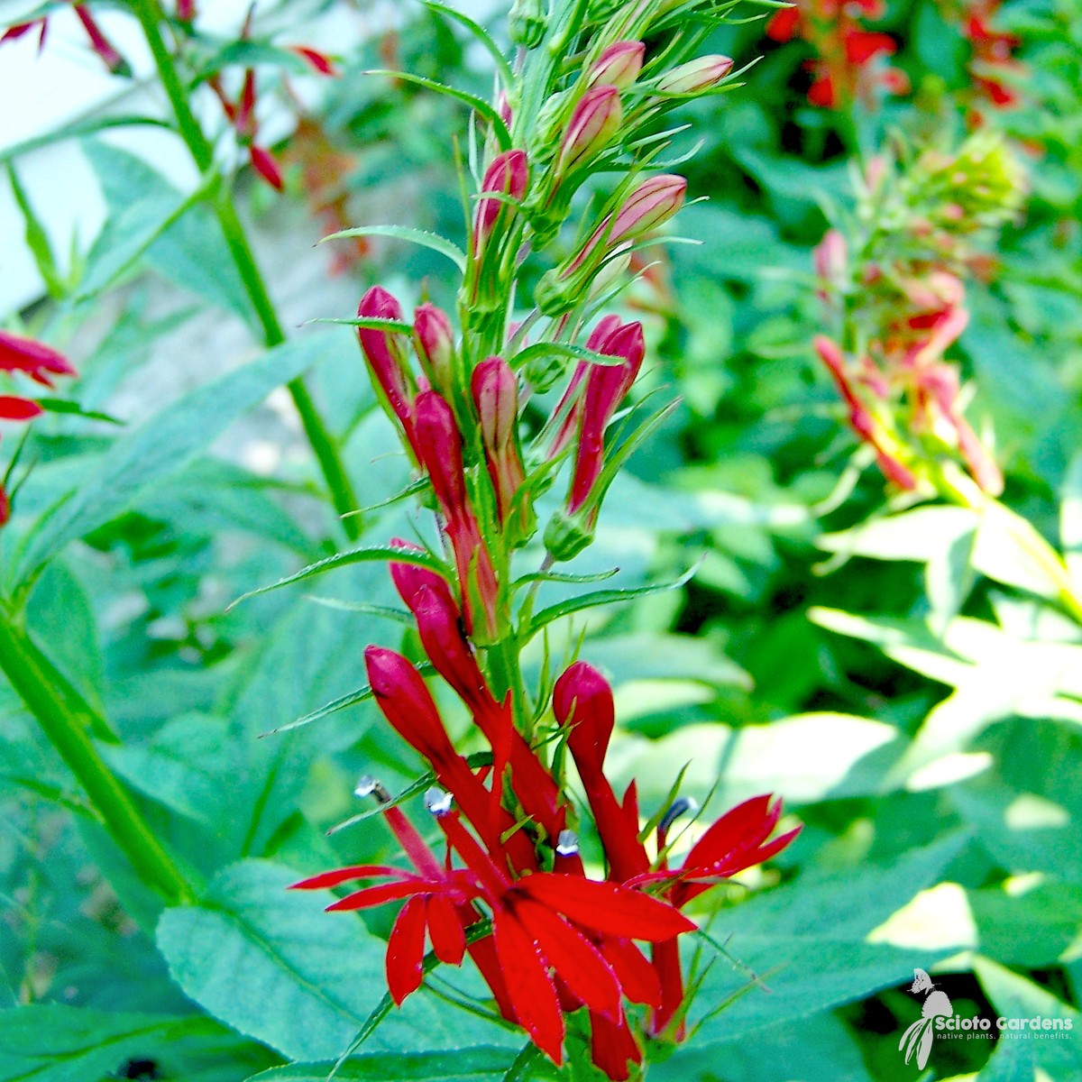 Lobelia cardinalis (Cardinal Flower) - 1 gal
