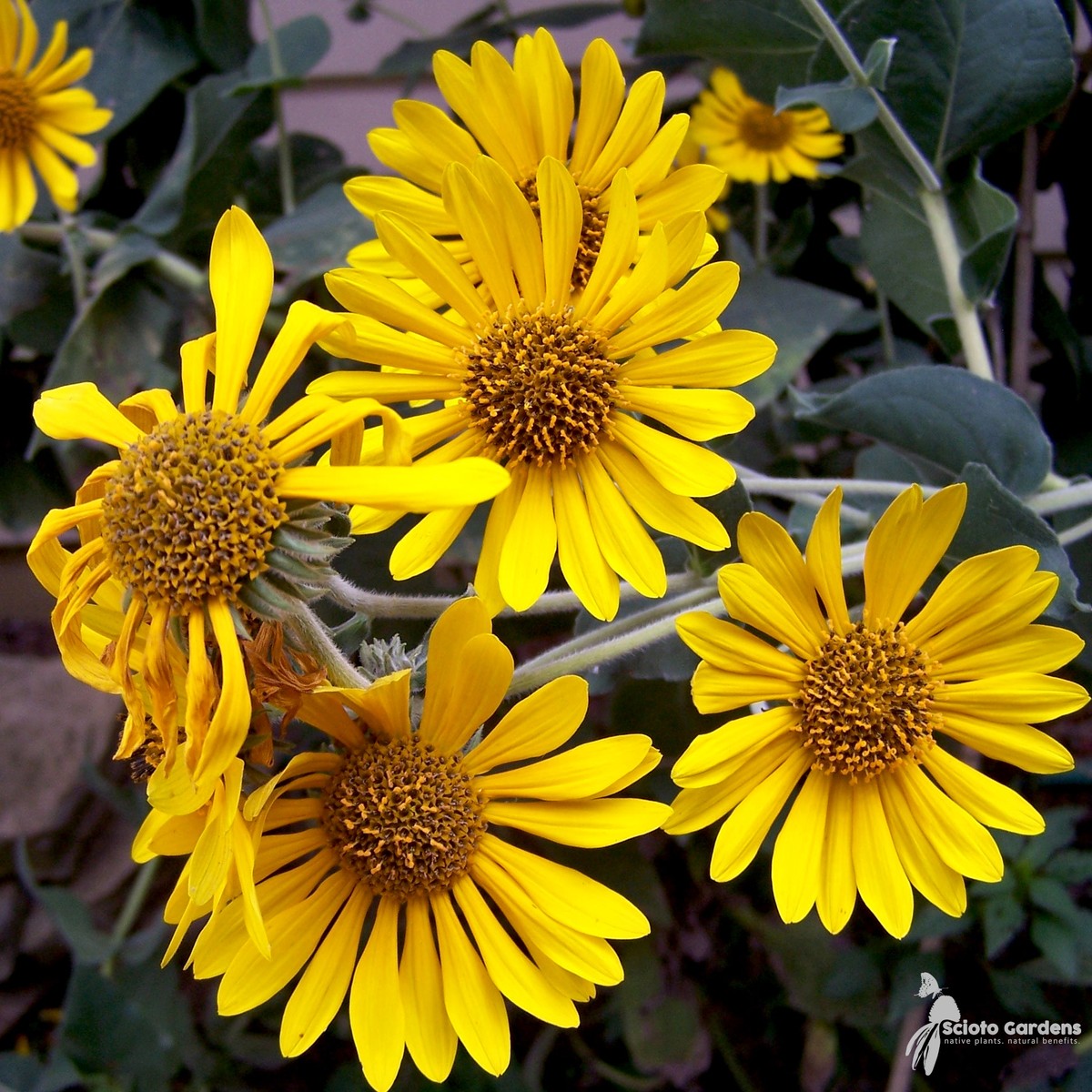 Helianthus mollis (Downy Sunflower) - 2 gal