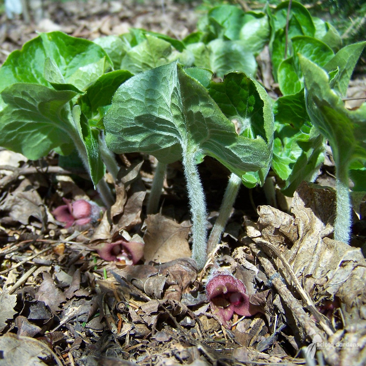 Asarum canadense (Wild Ginger) - 3QT