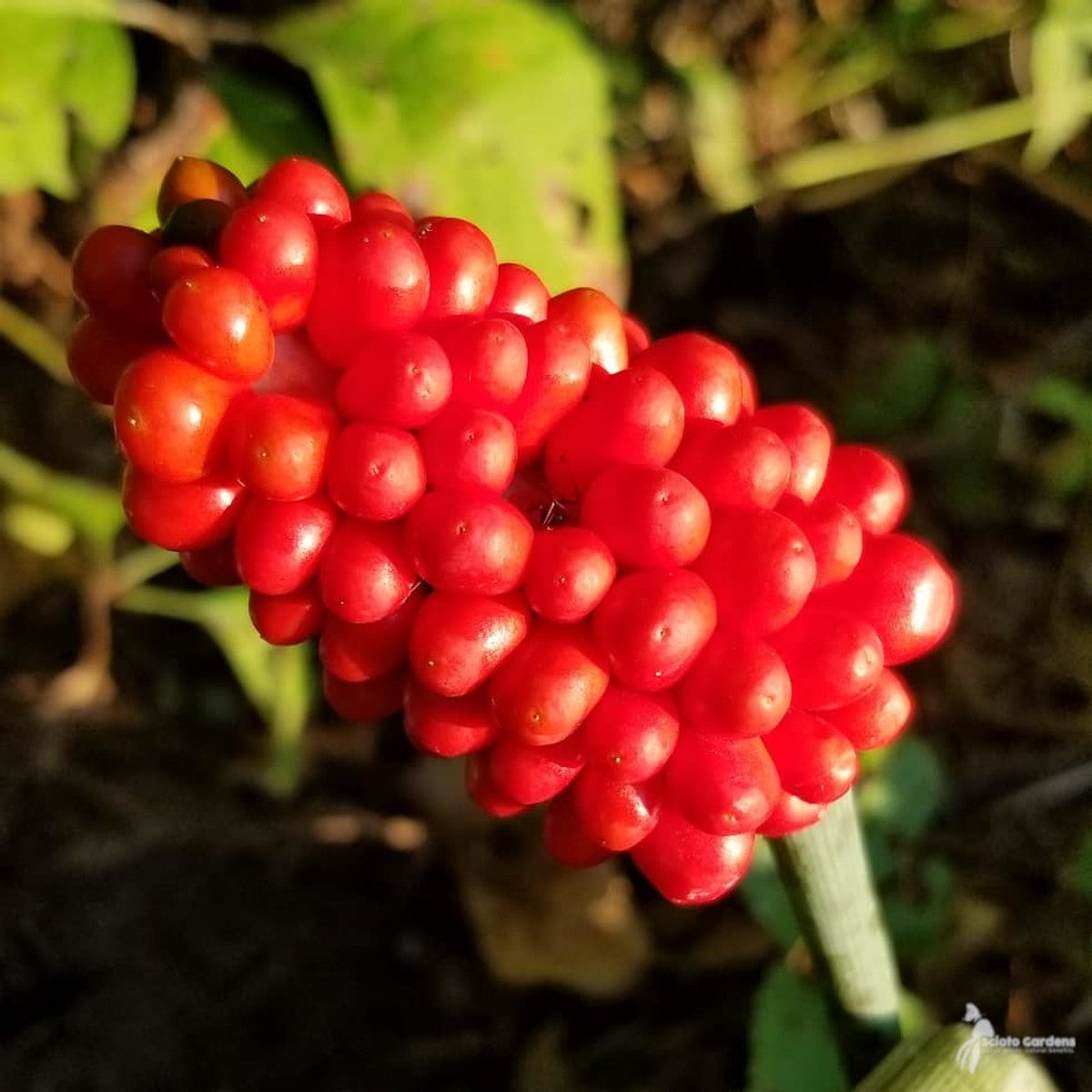 Arisaema triphyllum (Jack-in-the-Pulpit) - 3QT