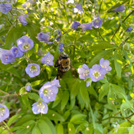 Polemonium reptans (Jacobs Ladder) - 1 gal