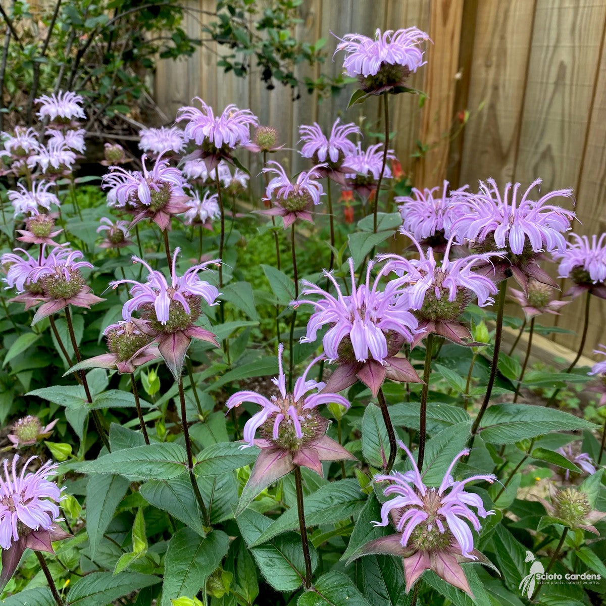 Monarda bradburiana (Eastern Bee Balm) - 1 gal