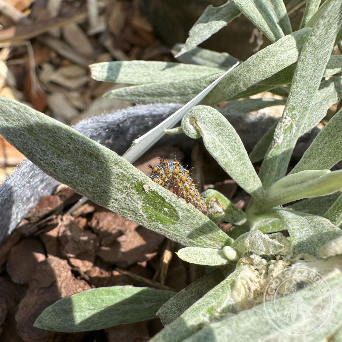 Anaphalis margaritacea (Pearly Everlasting) - 1 gal