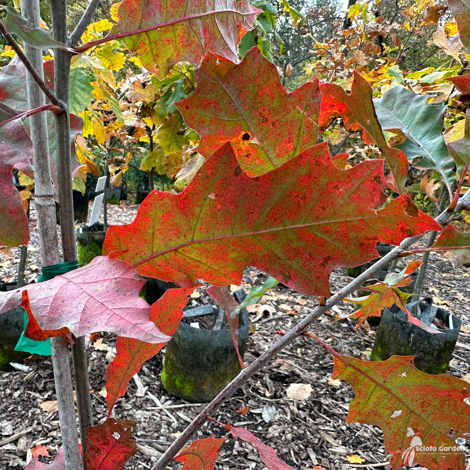 Quercus shumardii (Shumard Oak) - 3 gal