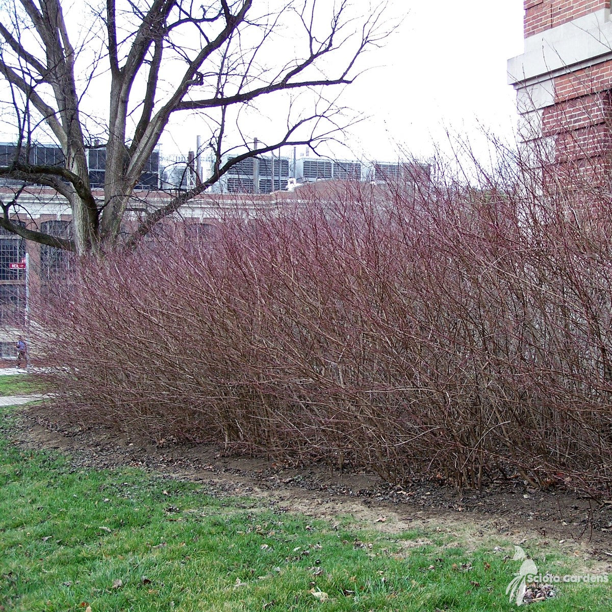 Cornus racemosa (Gray Dogwood) - 3 gal