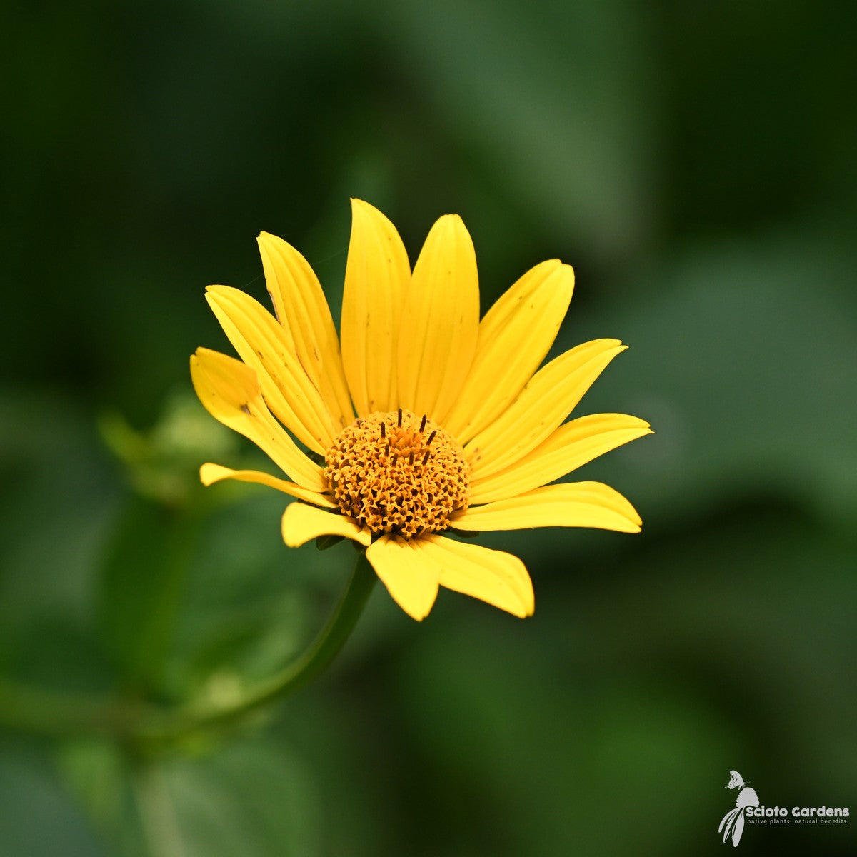 Heliopsis helianthoides (False Sunflower) - 2 gal