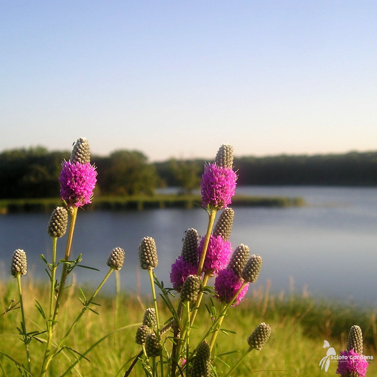 Dalea purpurea (Purple Prairie Clover) - 1 gal