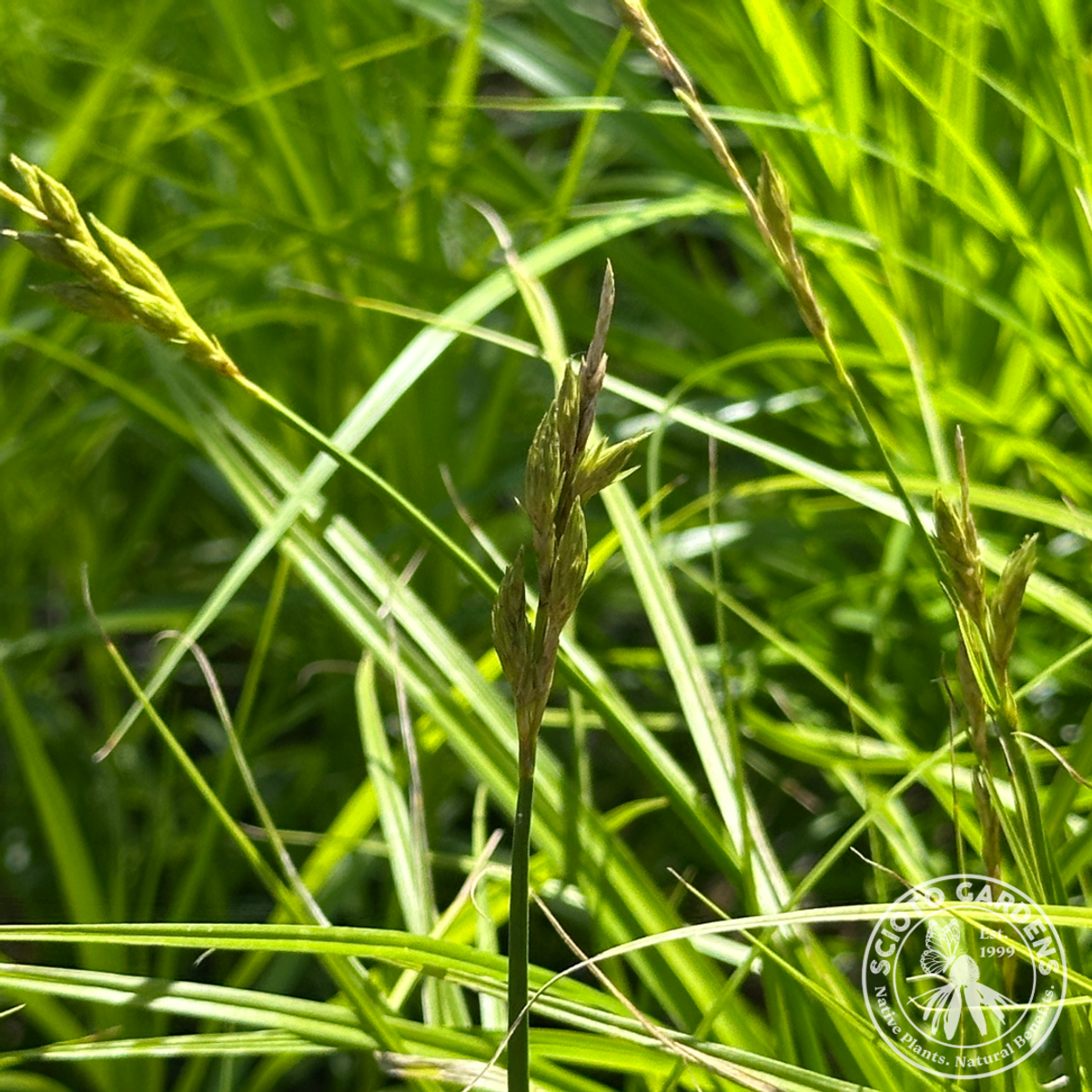 Carex muskingumensis (Muskingum Sedge) - 1 gal