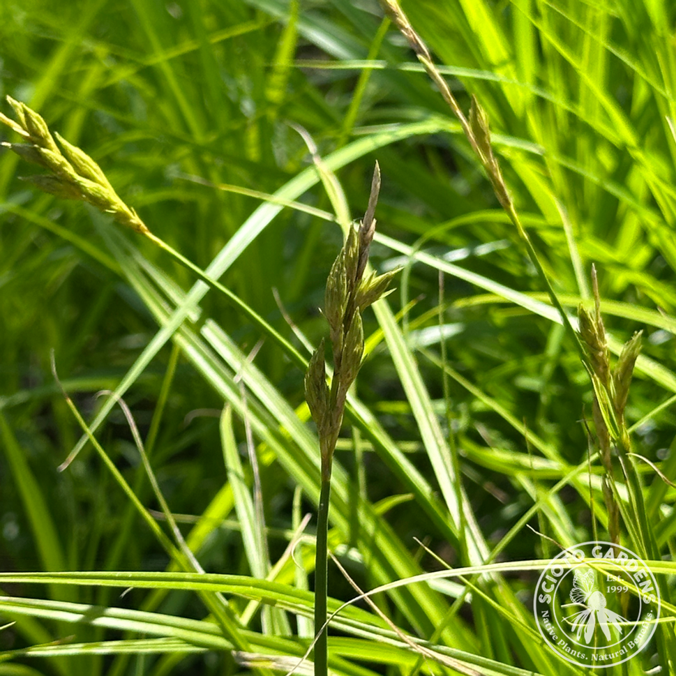 Carex muskingumensis (Muskingum Sedge) - 1 gal