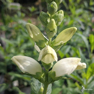Chelone glabra (Turtlehead) - 1 gal